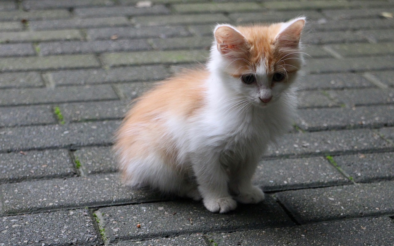 a small orange and white kitten sitting on a brick walkway, by Niko Henrichon, flickr, renaissance, feathery fluff, sfw version, ermine, on a sidewalk of vancouver