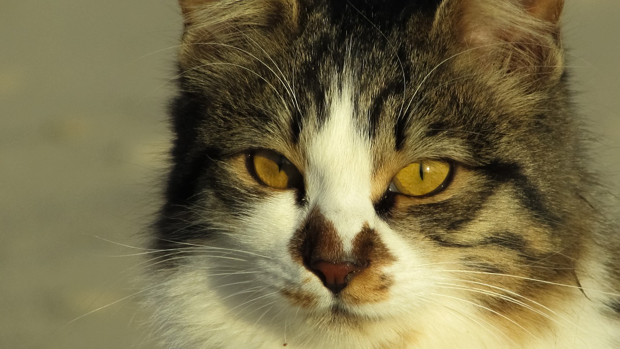 a close up of a cat with yellow eyes, trending on pixabay, photorealism, in the sun, with a white muzzle, gold and white eyes, serious faces