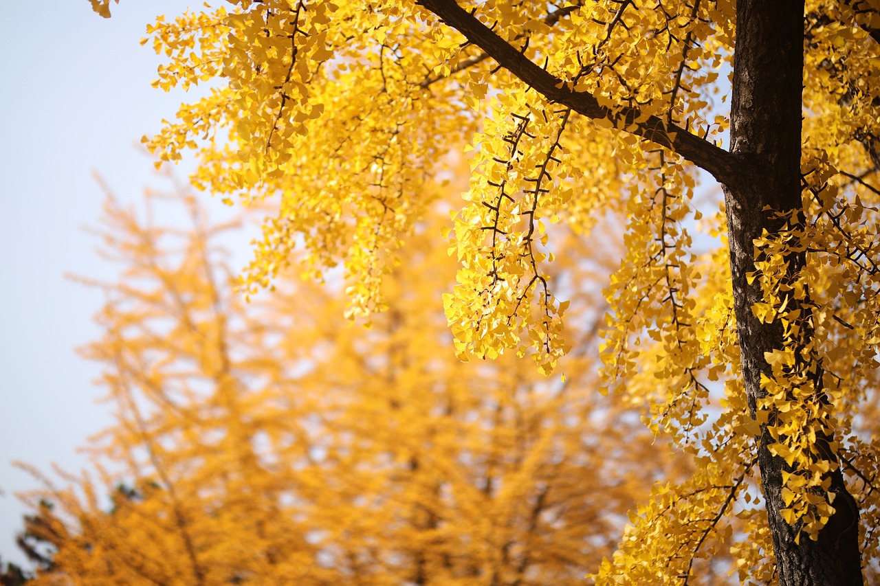 a close up of a tree with yellow leaves, a picture, shutterstock, shin hanga, at sunrise in springtime, highly detailed product photo, wearing gilded ribes, 中 元 节