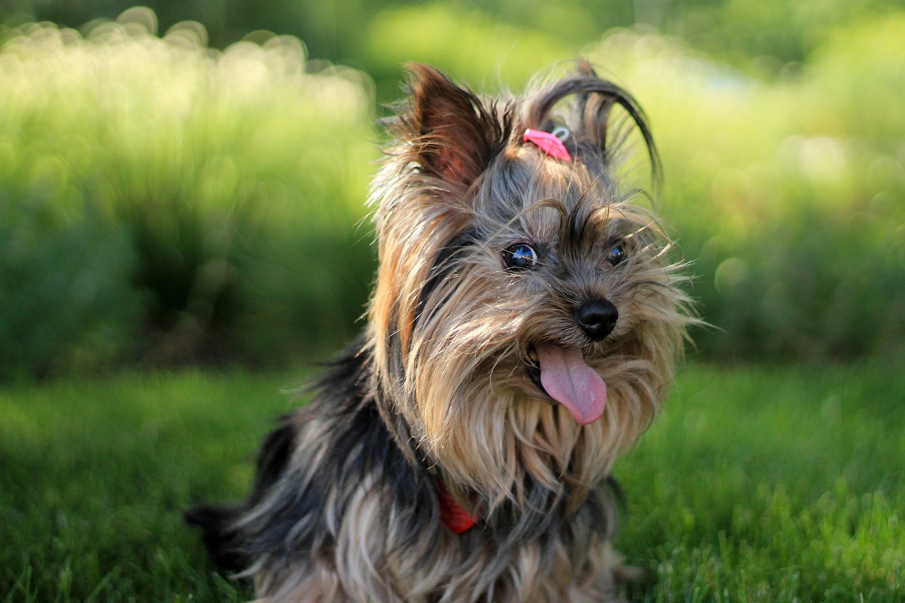 a small dog sitting on top of a lush green field, a portrait, by Jan Rustem, pixabay, yorkshire terrier, tongue out, pretty blueeyes, headshot of young female furry