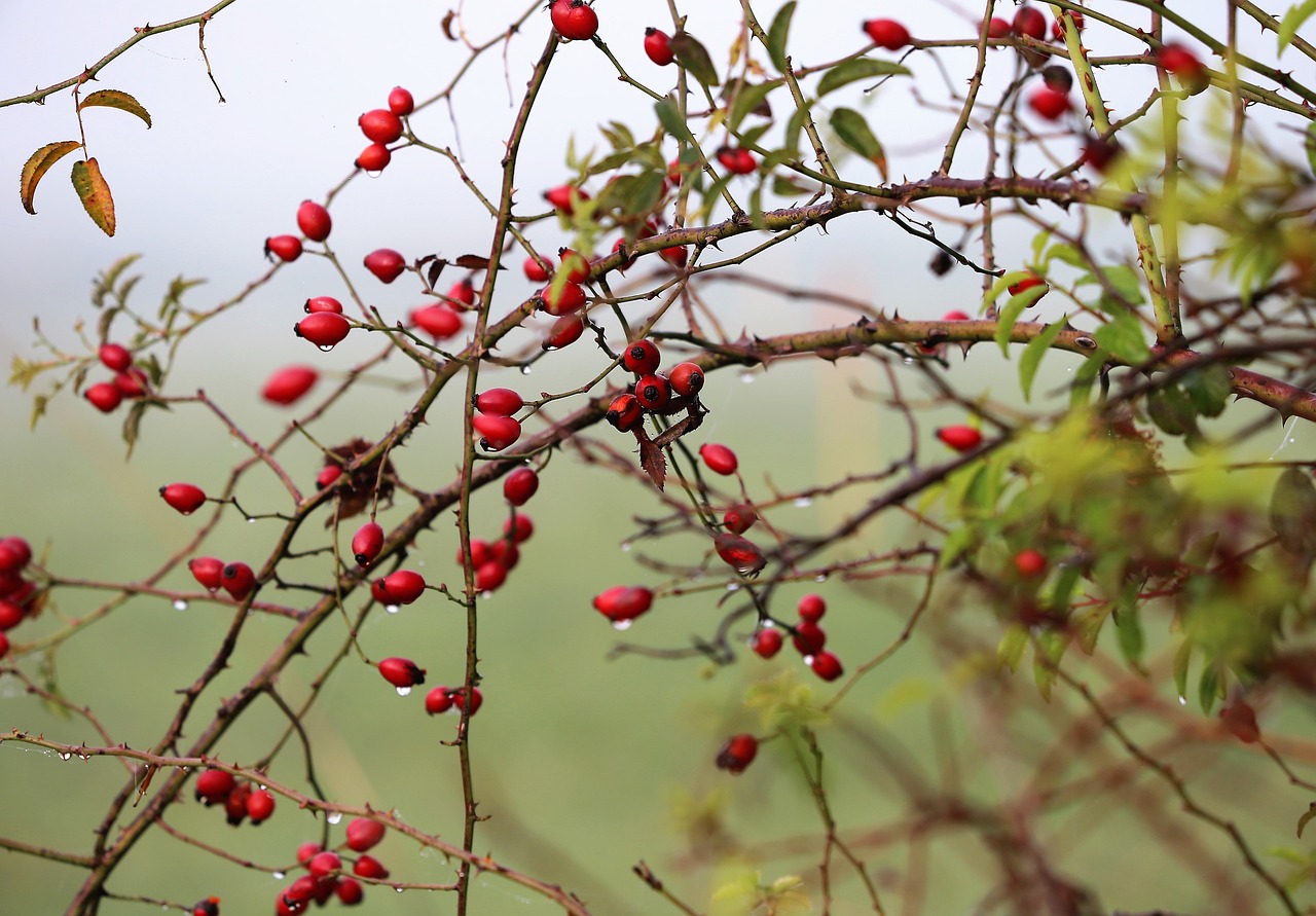 a bunch of red berries hanging from a tree, by Georgina Hunt, hurufiyya, while it's raining, sichuan, avatar image, rose