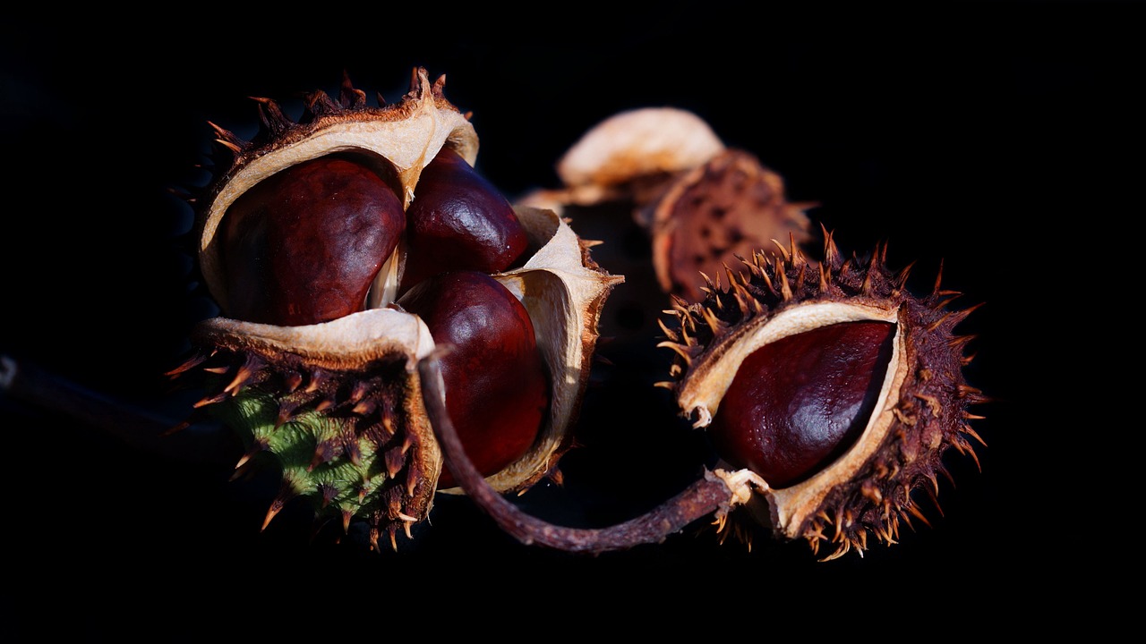 a group of nuts sitting on top of a black surface, a macro photograph, by Jan Rustem, hurufiyya, detailed plant life, red and brown color scheme, three fourths view, cornucopia