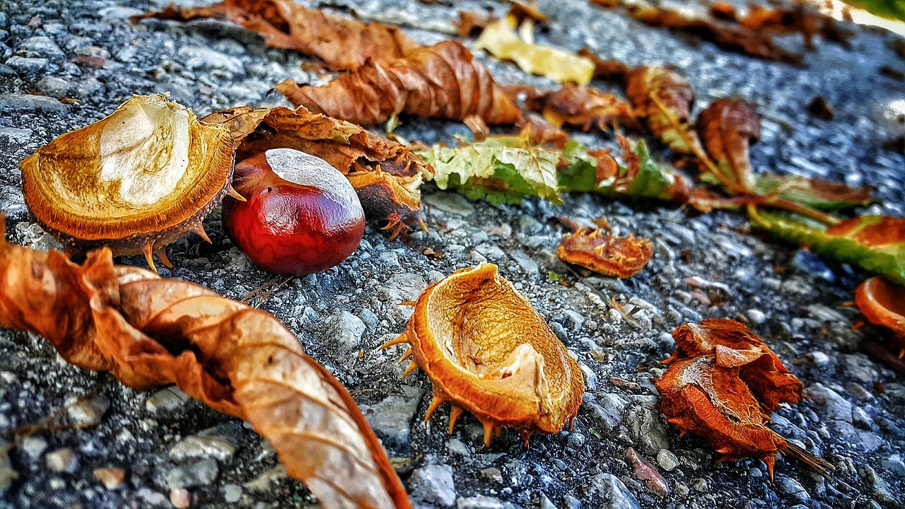 a bunch of fruit that is laying on the ground, a macro photograph, by Anna Haifisch, covered in fallen leaves, 🕹️ 😎 🚬, nut, on a road