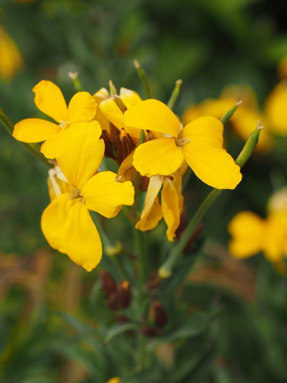 a close up of a bunch of yellow flowers, a portrait, lobelia, slight overcast weather, close-up product photo