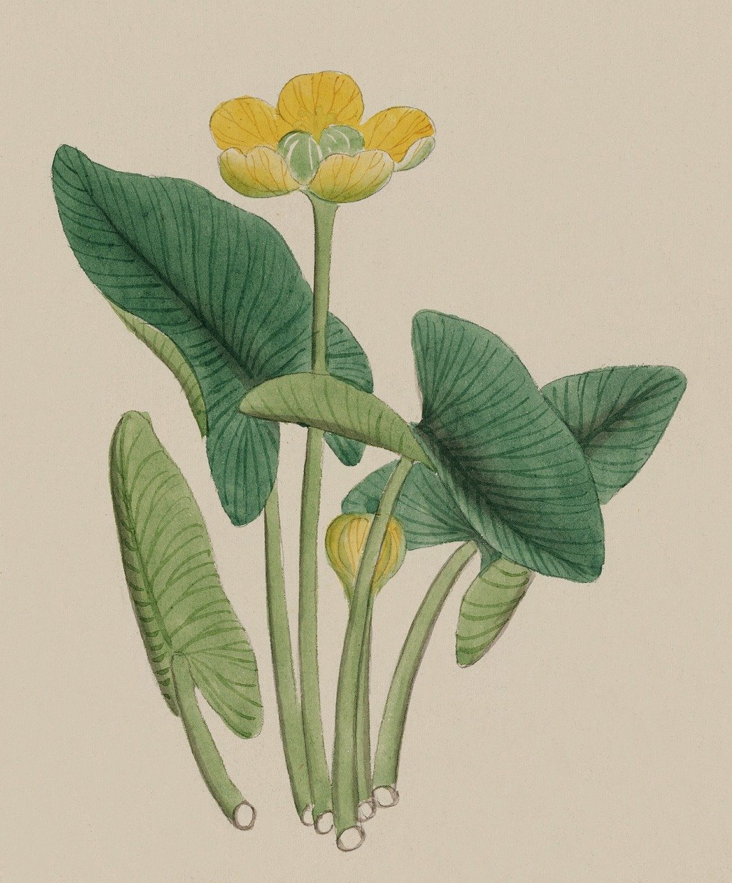 a drawing of a yellow flower with green leaves, an illustration of, by Maria Johanna Görtz, sōsaku hanga, india, woo kim, scientific depiction, kimitake yoshioka