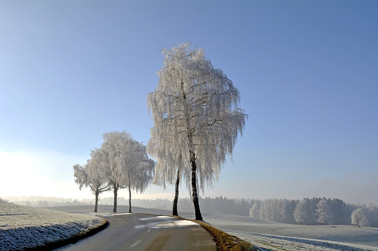 a couple of trees sitting on the side of a road, a photo, by Karl Pümpin, shutterstock, frost clings to her skin, birch, lower saxony, 1811