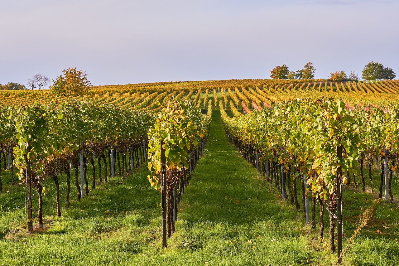 a vineyard filled with lots of green and yellow vines, a stock photo, by Juergen von Huendeberg, shutterstock, at sunset in autumn, in a row, vienna, very detailed picture