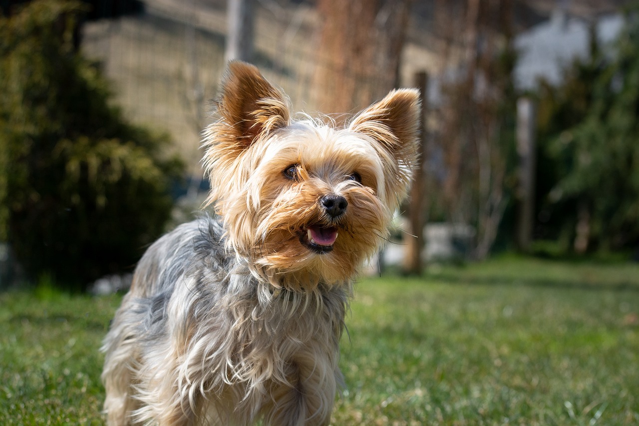 a small dog standing on top of a lush green field, a portrait, pexels, renaissance, yorkshire terrier, happy with his mouth open, clear and sunny, closeup of an adorable