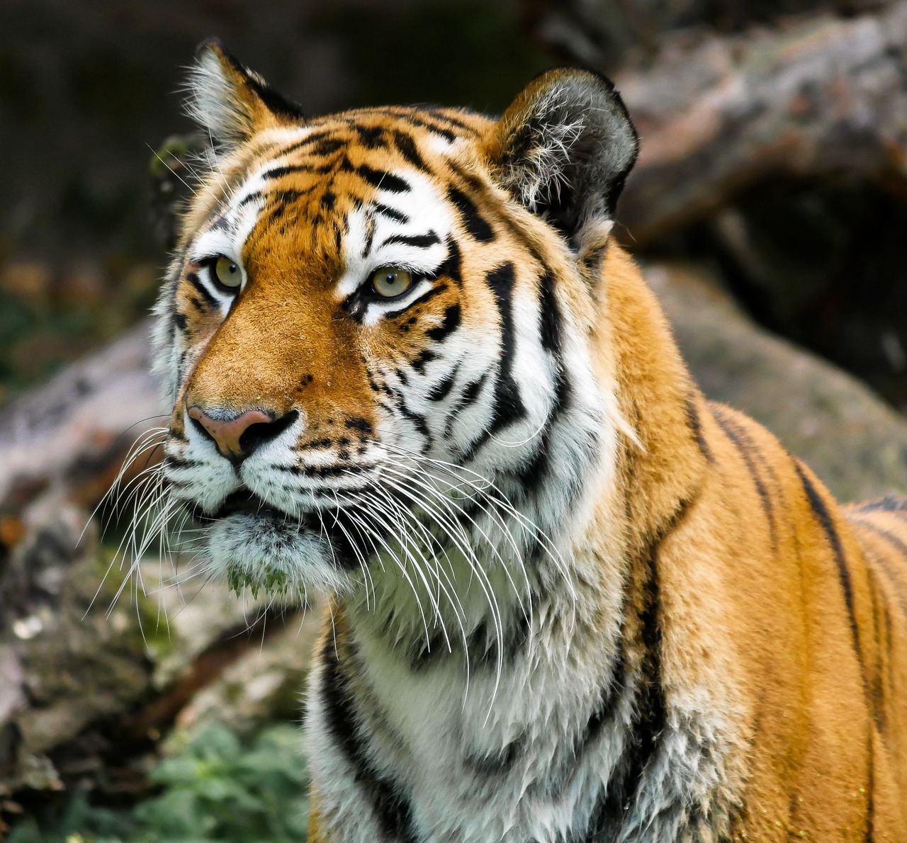 a tiger that is standing in the grass, a portrait, by Adam Marczyński, flickr, closeup photo, photostock, beautiful female, close - up photo