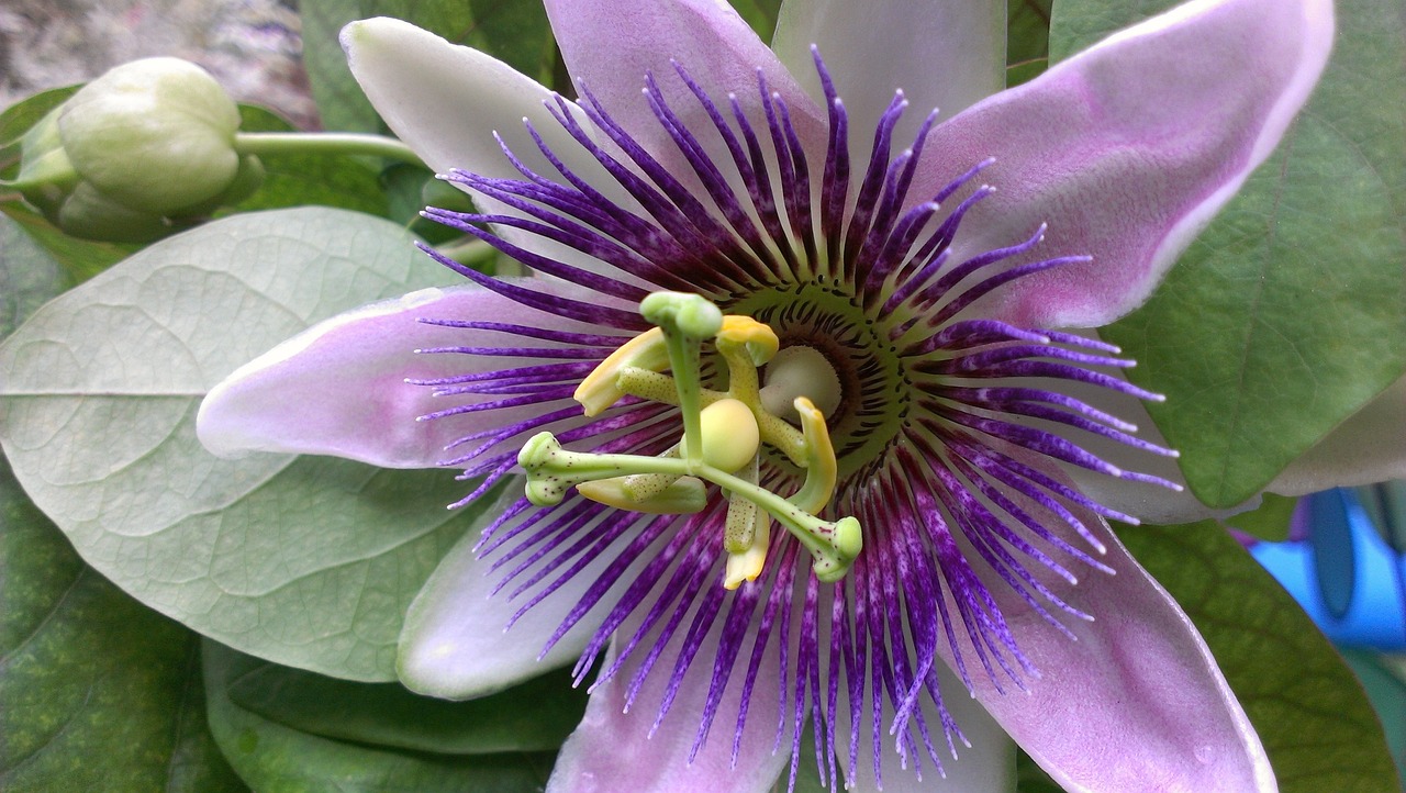 a close up of a flower on a plant, by Susan Heidi, flickr, hurufiyya, passion flower, green and purple color scheme, ultrafine detail ”, from wikipedia