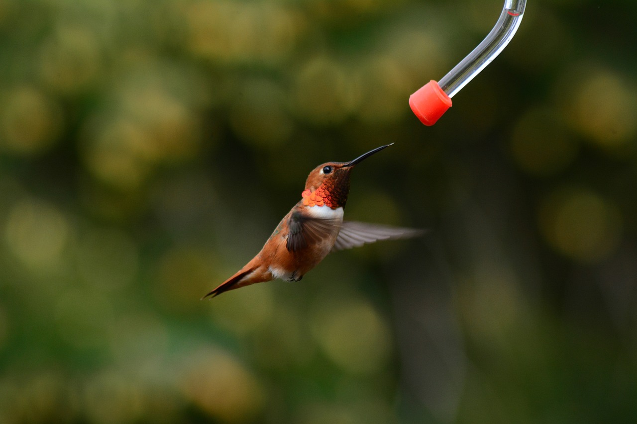 a hummingbird flying towards a humming feeder, by Jan Rustem, red and orange colored, long hook nose, bottle, profile pic