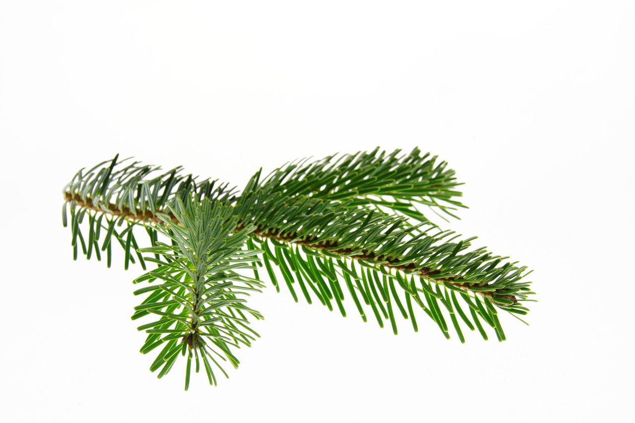 a branch of a pine tree on a white background, a photo, closeup photo, product introduction photo