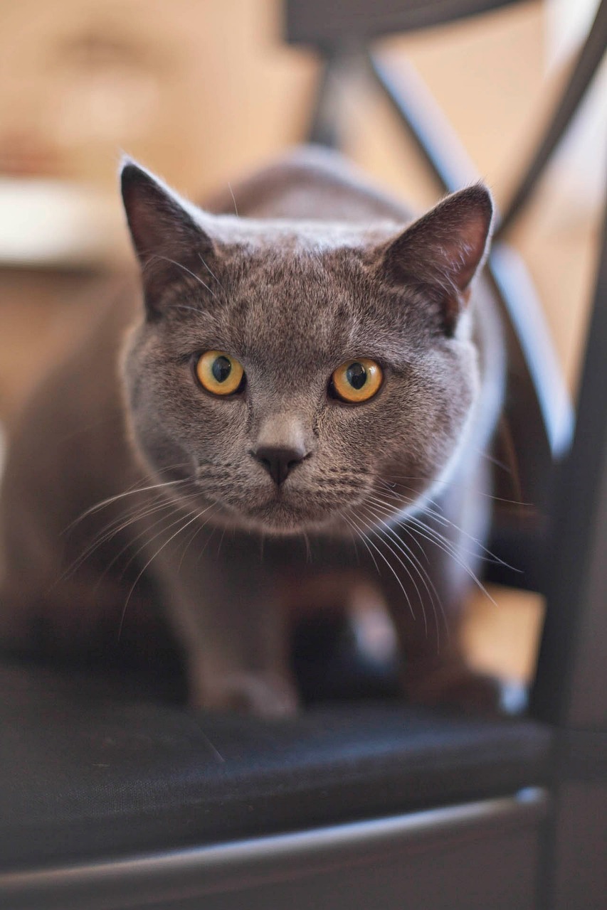 a gray cat sitting on top of a black chair, pexels, photorealism, short brown hair and large eyes, sharply focused, upclose, stern face