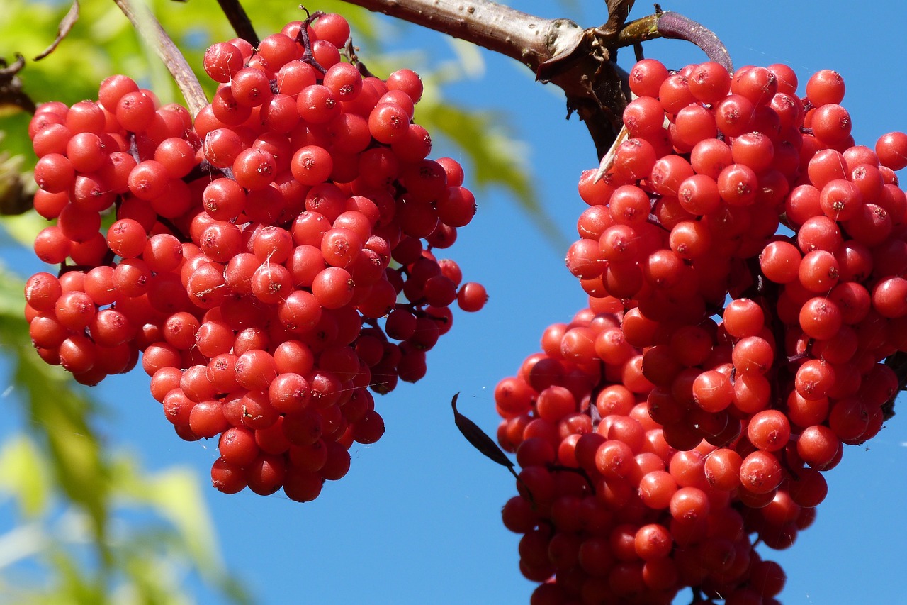 a bunch of red berries hanging from a tree, shutterstock, hurufiyya, avatar image, blue sky, amber, well - designed