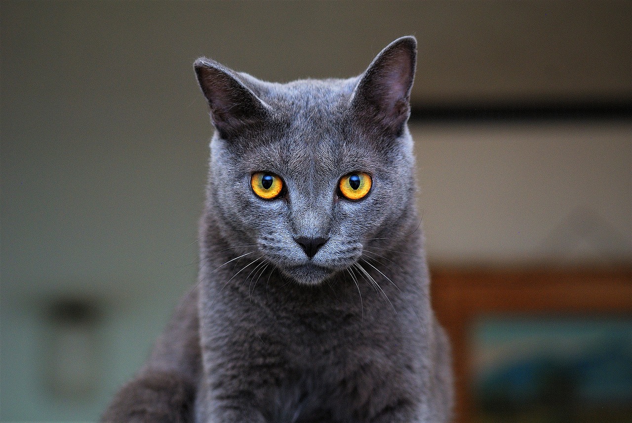 a close up of a cat with yellow eyes, a portrait, by Maksimilijan Vanka, pixabay, minimalism, blue gray, with pointy ears, nubian, perfect symmetrical