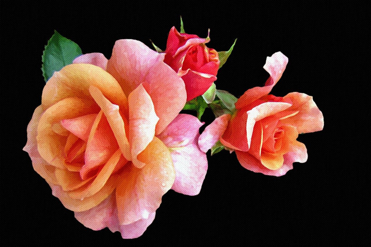 two pink and orange roses on a black background, a digital rendering, by Carol Bove, flickr, romanticism, trio, 4 k detail, colorized background, glorious composition