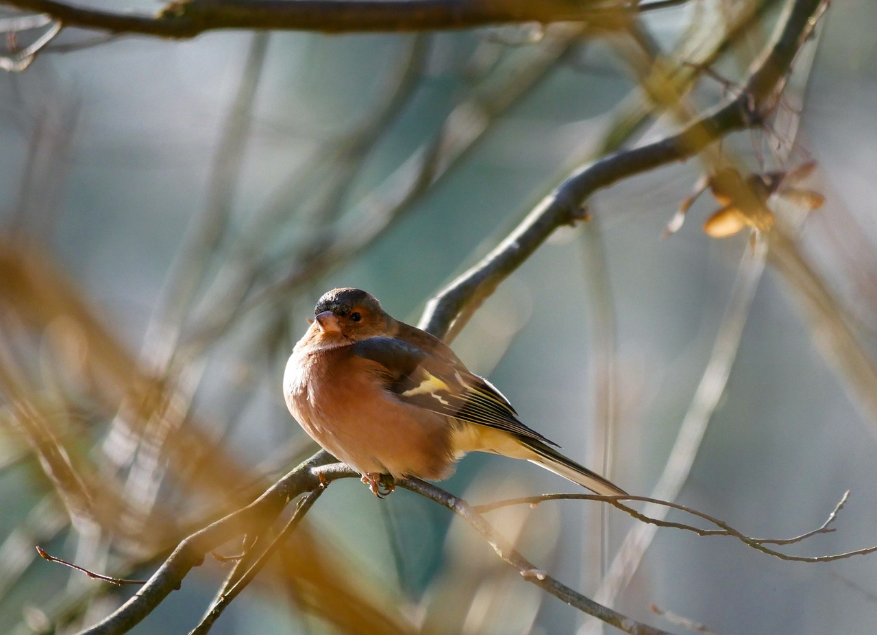 a small bird sitting on top of a tree branch, a portrait, flickr, winter sun, in shades of peach, in a woodland glade, swift