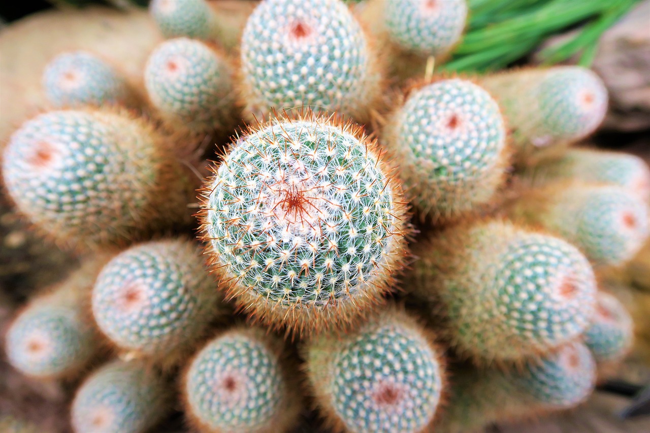 a close up view of a cactus plant, a macro photograph, land art, spherical, detailed zoom photo, 🐎🍑, many small details