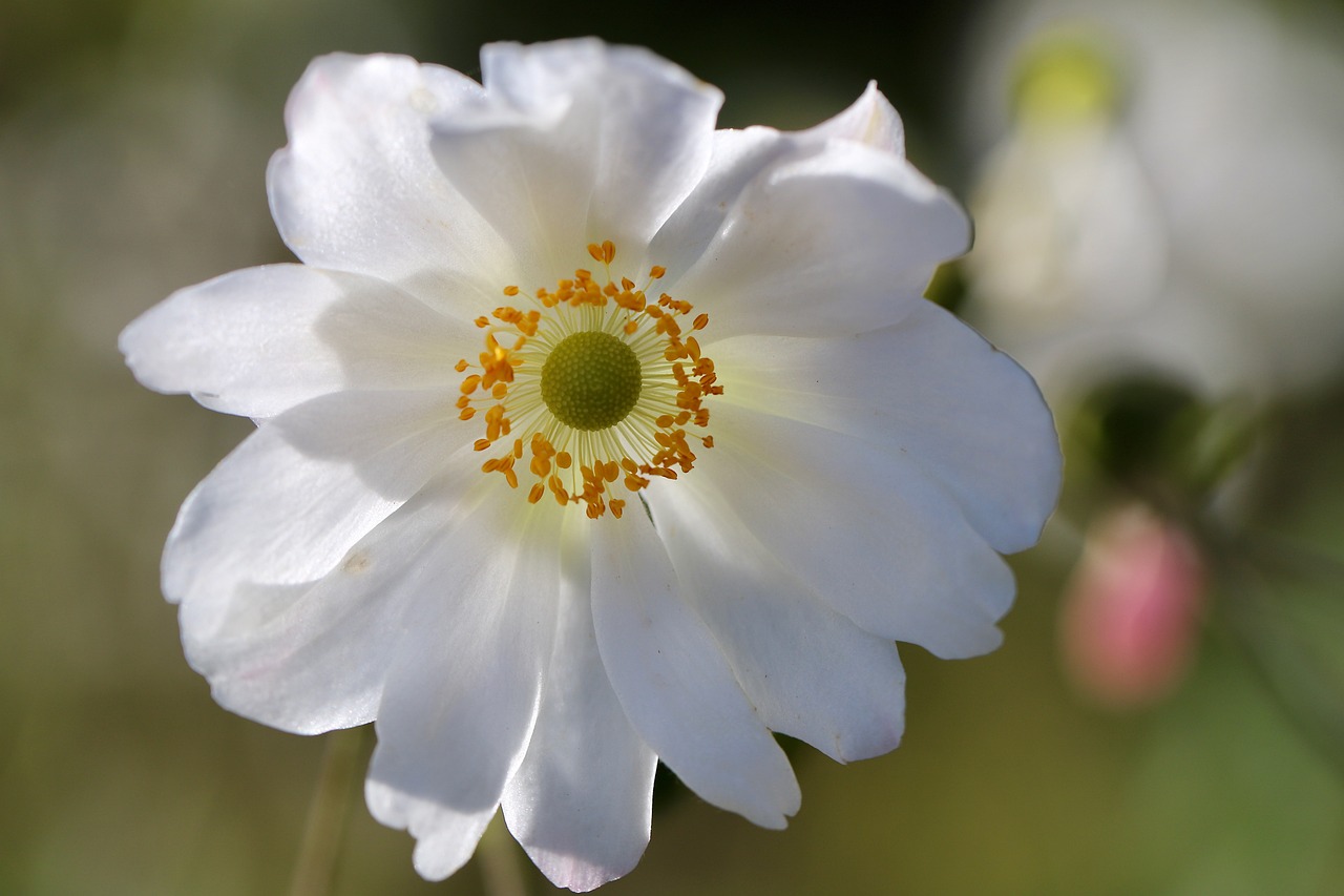 a close up of a white flower with a yellow center, by Hans Fischer, hurufiyya, anemones, bright white porcelain, beautiful lady, halo / nimbus