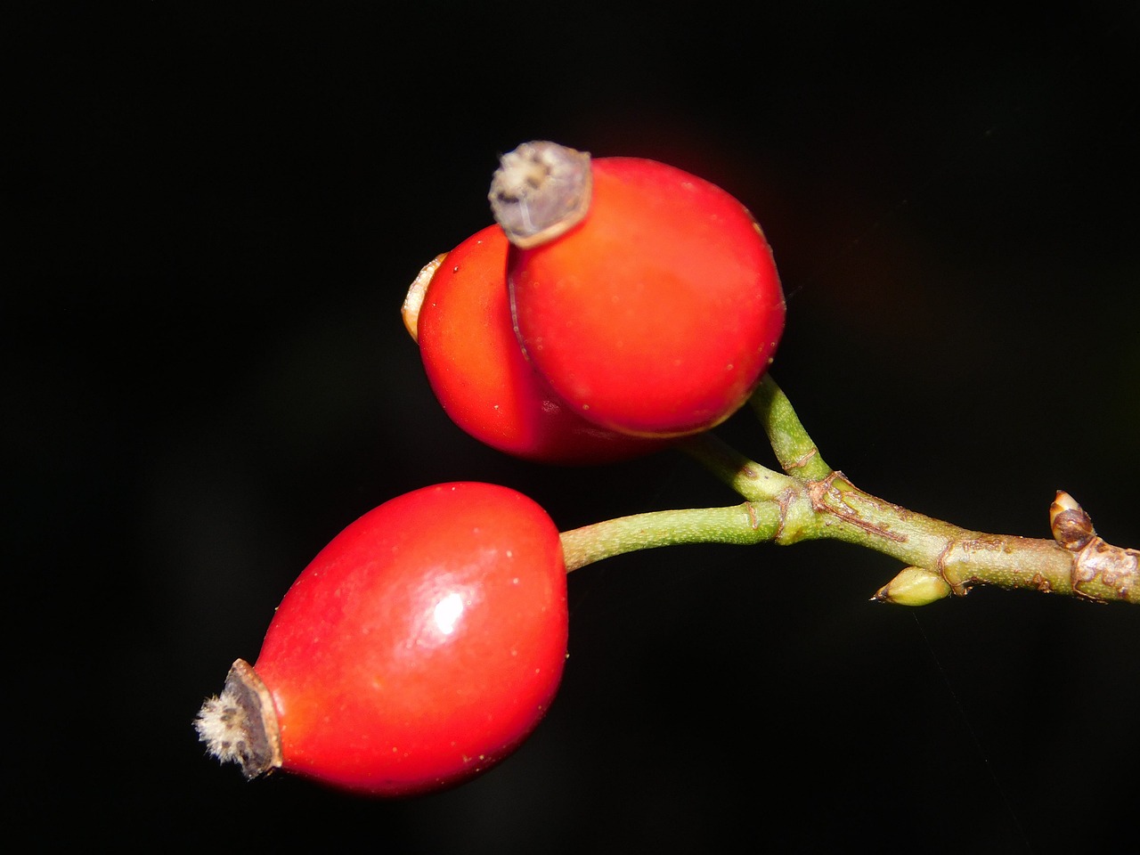 a close up of two red berries on a branch, a macro photograph, hurufiyya, on a black background, close-up product photo