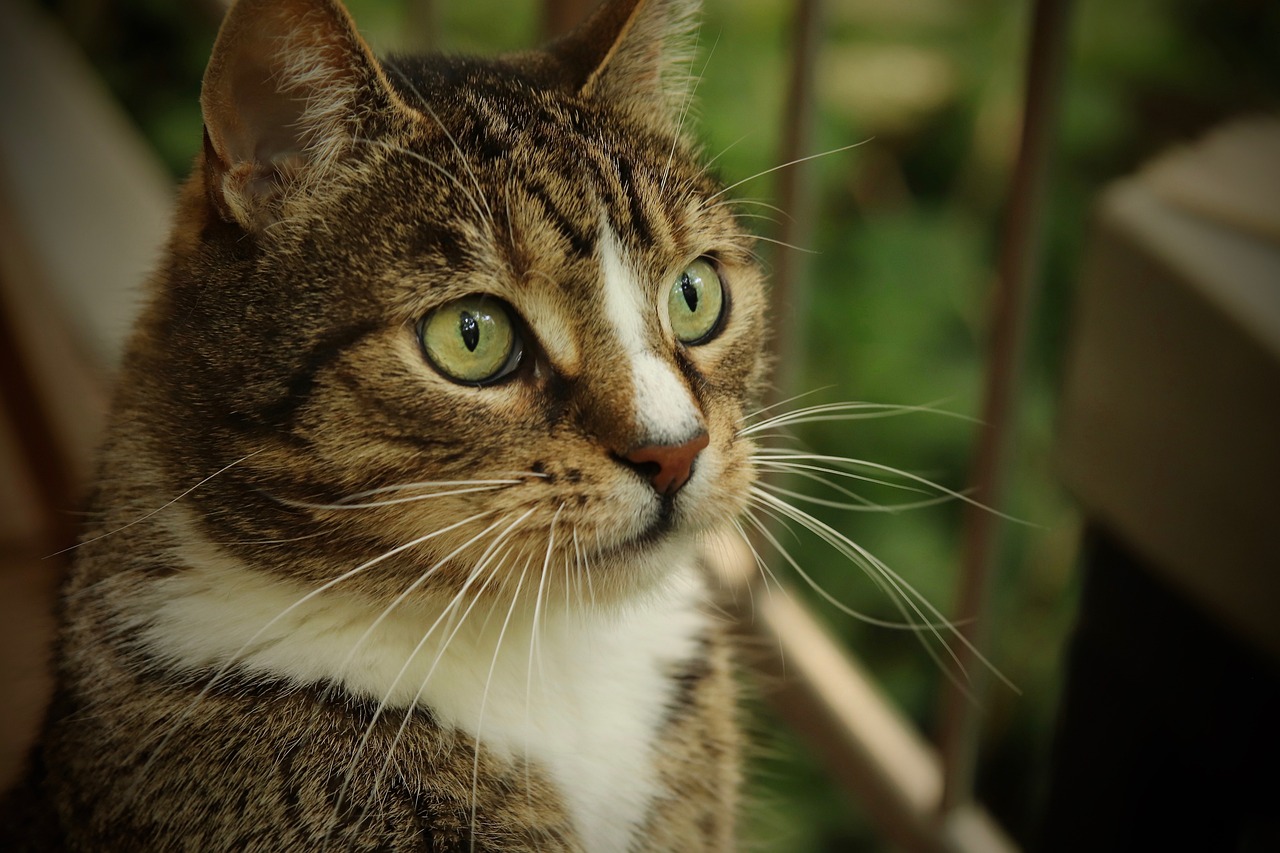 a close up of a cat with green eyes, a picture, pixabay, looking to the right, with a white nose, with depth of field, brown hair and large eyes