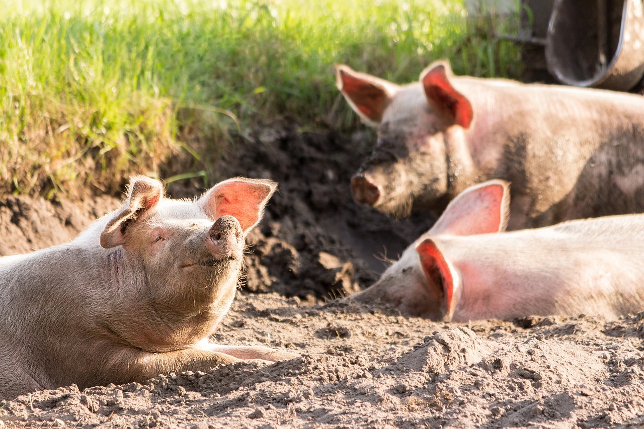 three pigs that are laying down in the dirt, a picture, shutterstock, 🤬 🤮 💕 🎀, mud on face, phot