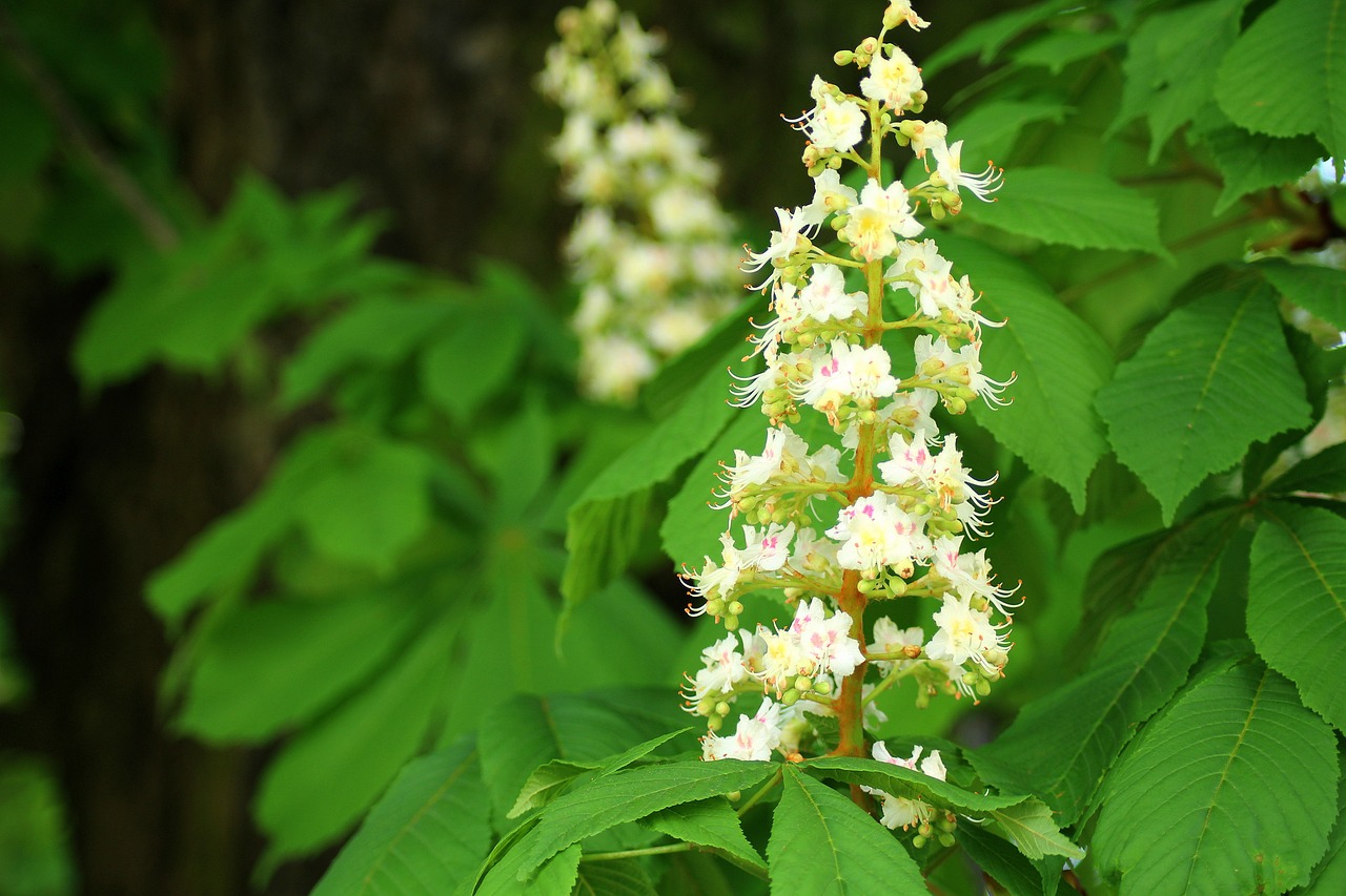 a close up of a flower on a tree, elder, in serene forest setting, h. hydrochaeris, istock