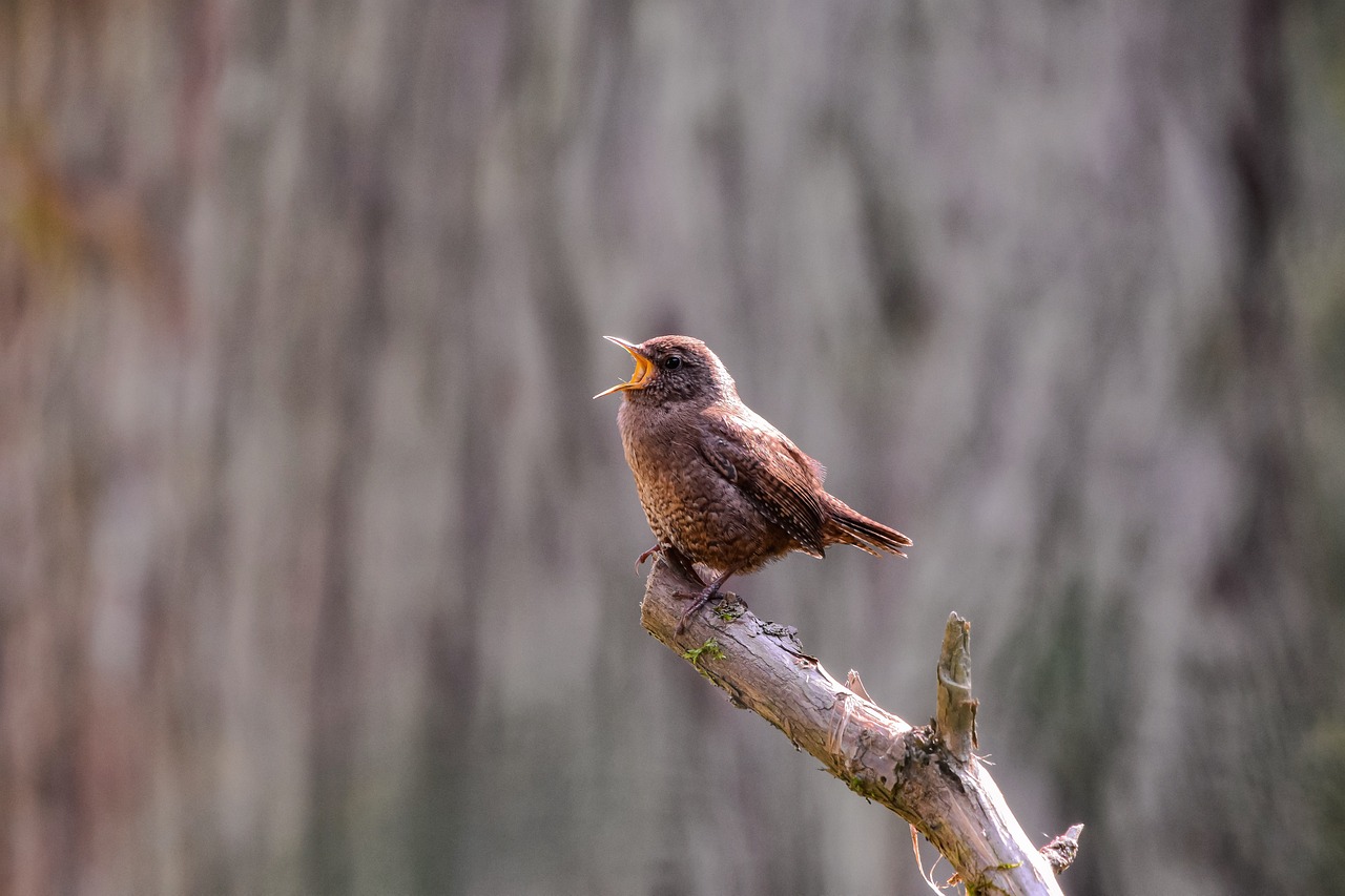 a small bird sitting on top of a tree branch, by Jan Tengnagel, pixabay contest winner, singing, paul barson, with a very large mouth, young female