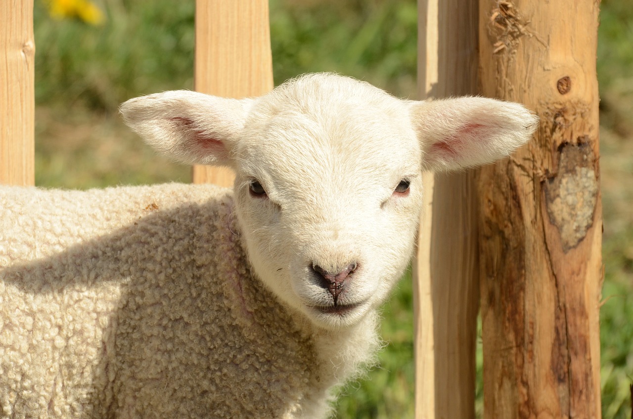 a white sheep standing next to a wooden fence, a picture, shutterstock, renaissance, young cute face, on a sunny day, flash photo, high res photo