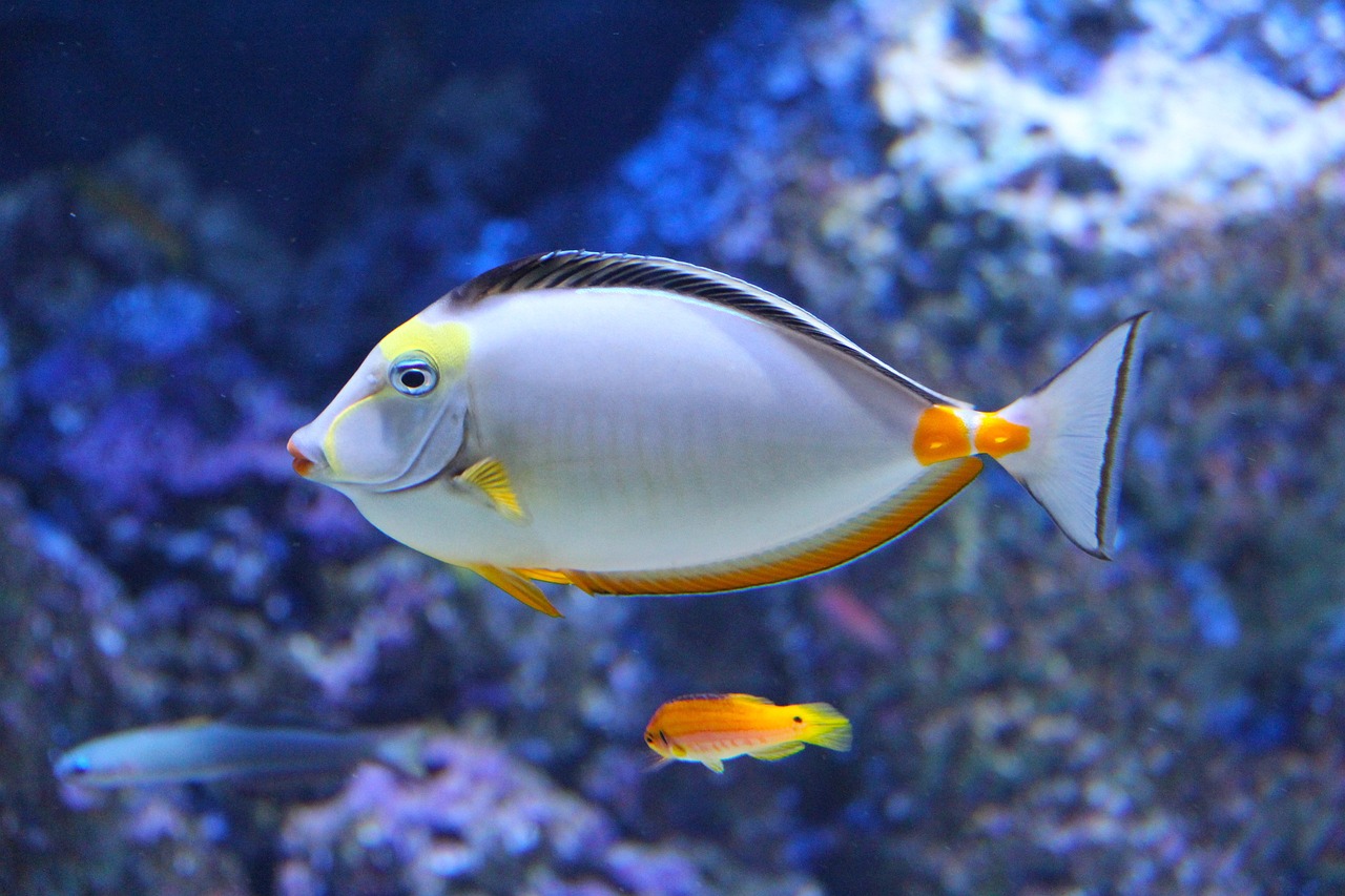 a close up of a fish in an aquarium, a picture, by Hans Werner Schmidt, pexels, silver and yellow color scheme, finding nemo, tang mo, hd screenshot