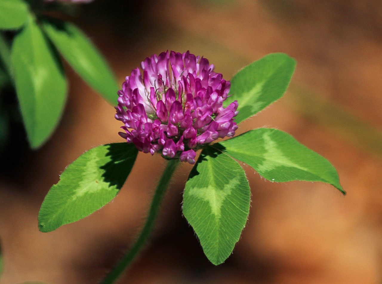 a close up of a purple flower with green leaves, flickr, hurufiyya, clover, small head, a bald, straw