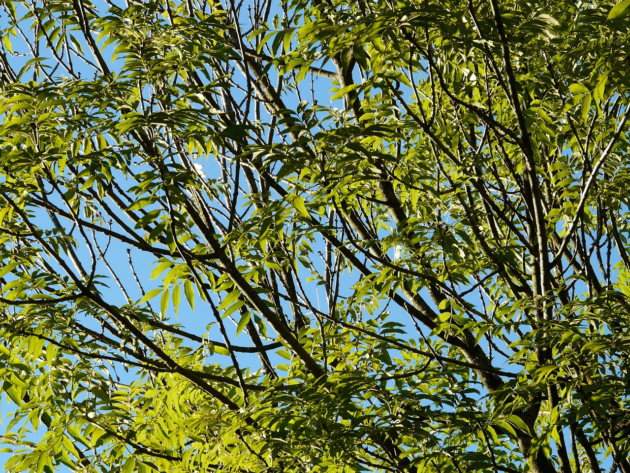 a bird that is sitting in a tree, by Richard Carline, trees with lots of leaves, willow tree, summer sky, img _ 9 7 5. raw