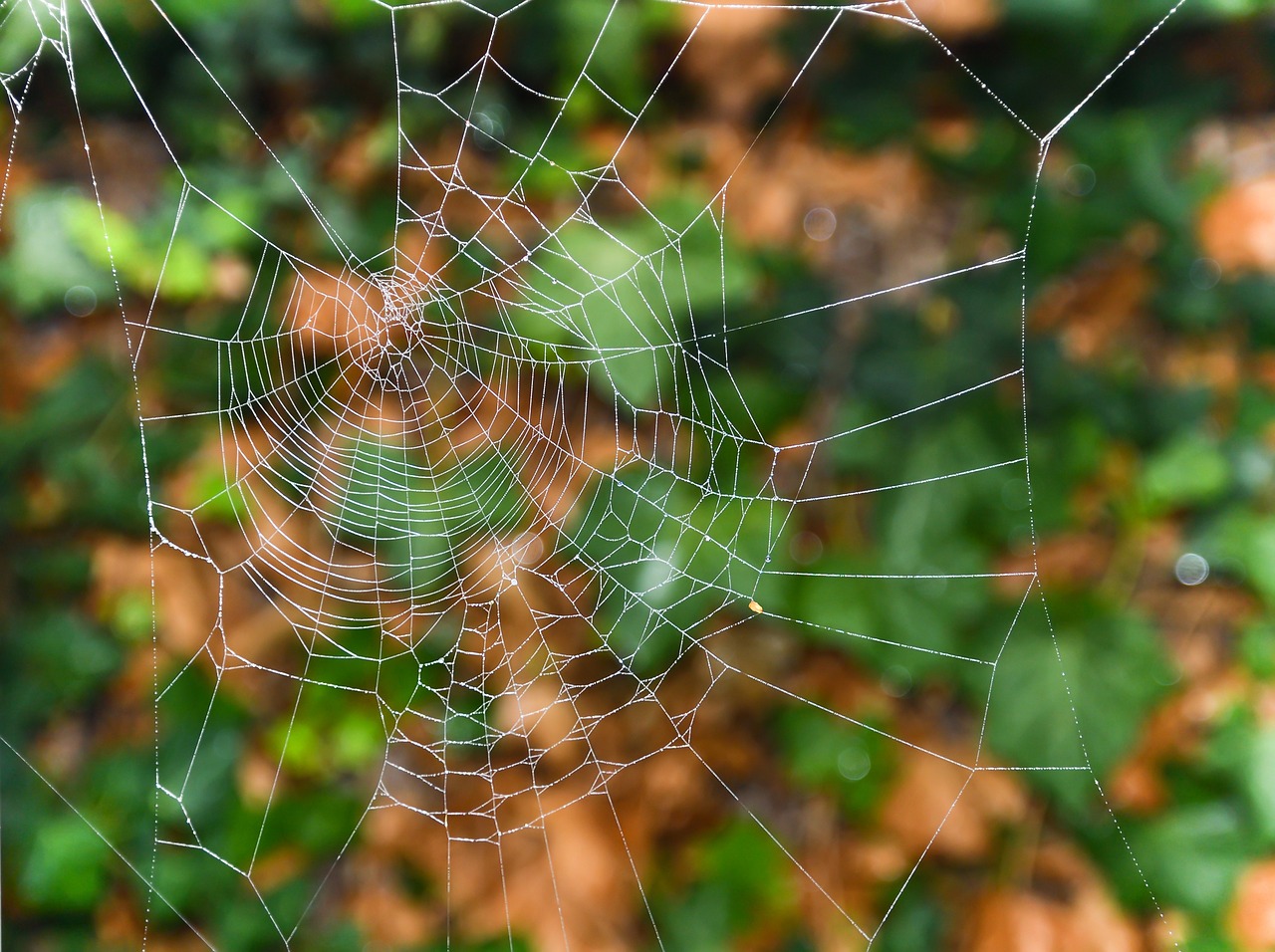 a spider web with water droplets on it, by Pamela Drew, shutterstock, autum, low angle 8k hd nature photo, soft shade, interlacing paths