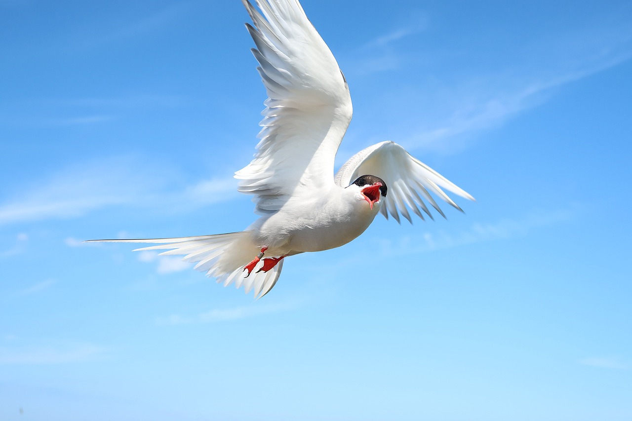 a white bird flying through a blue sky, beautiful animal pearl queen, red-eyed, [ realistic photo ]!!, hironaka
