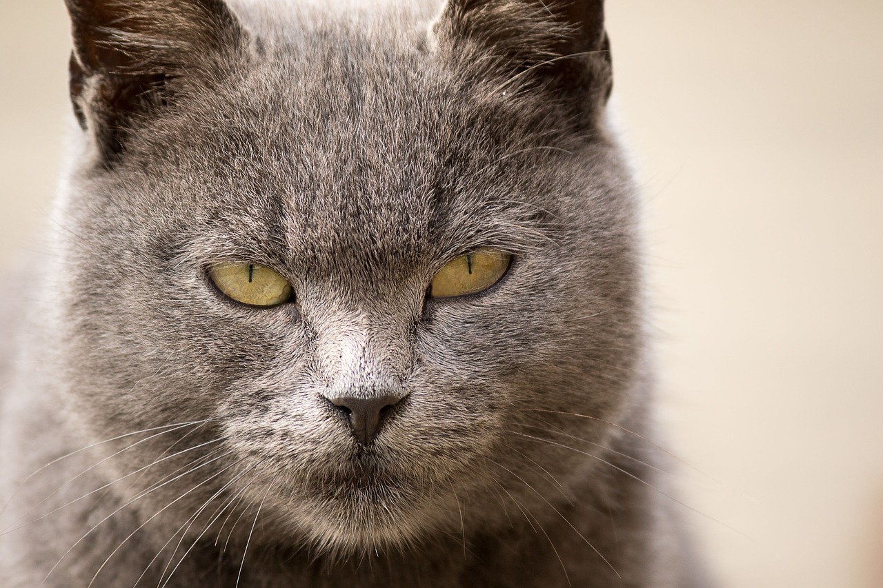 a close up of a cat with yellow eyes, a portrait, old gray hair, menacing pose, zoomed out portrait of a duke, high res photo