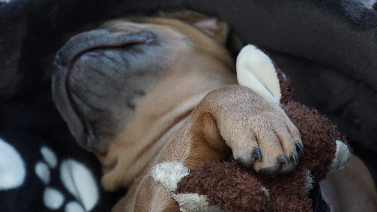 a dog that is laying down with a stuffed animal, by Jaakko Mattila, unsplash, photorealism, detailed close foot shot, holding a boxer puppy, squishmallow, sweet dreams