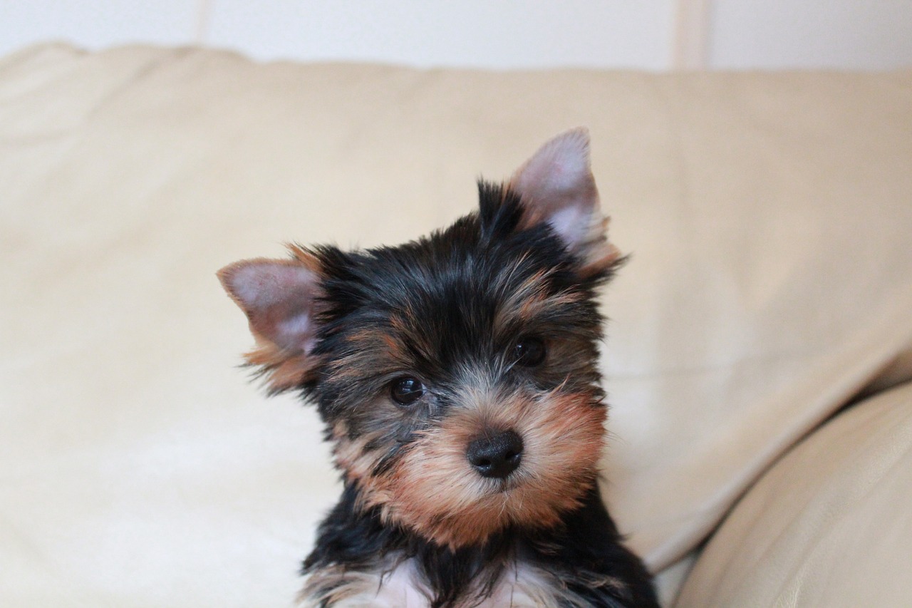 a small black and brown dog sitting on a couch, a portrait, by Emma Andijewska, pixabay, hurufiyya, yorkshire terrier, puppies, 2 0 5 6 x 2 0 5 6, over-shoulder shot