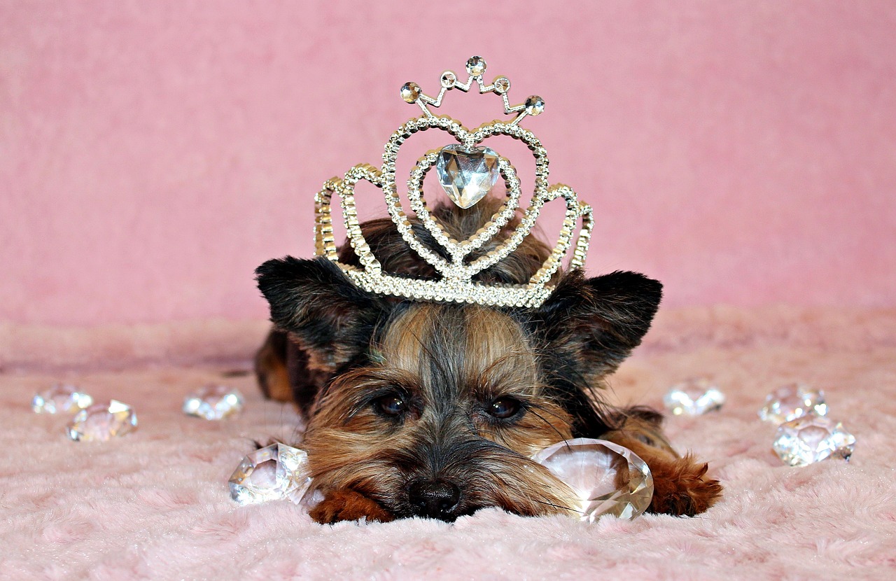 a small dog with a tia on its head, by Nina Petrovna Valetova, pixabay, baroque, crown of giant diamonds, award winning seductive, harley queen, toys