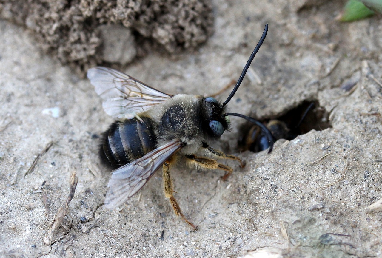 a close up of a bee on a rock, by Robert Brackman, hurufiyya, beta weak male, on the ground, female gigachad, pallid skin