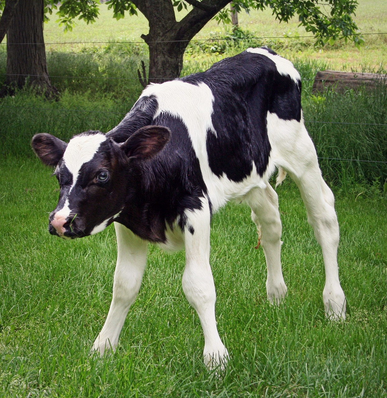 a black and white cow standing on top of a lush green field, renaissance, the most bizarre hybrid animals, child hybrid, milk puddles, barlowe wayne