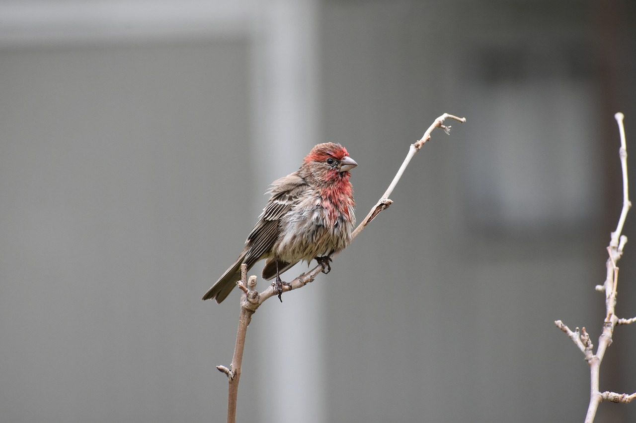 a small bird sitting on top of a tree branch, by Neil Blevins, red skinned, scruffy looking, in the yard, with a pointed chin