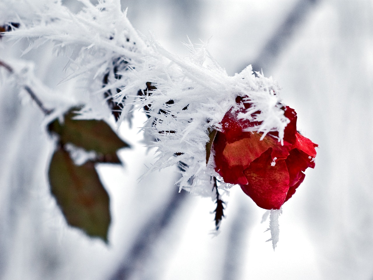 a red rose sitting on top of a snow covered branch, flickr, romanticism, wearing ice crystals, computer wallpaper, ice sunflowers, a close-up