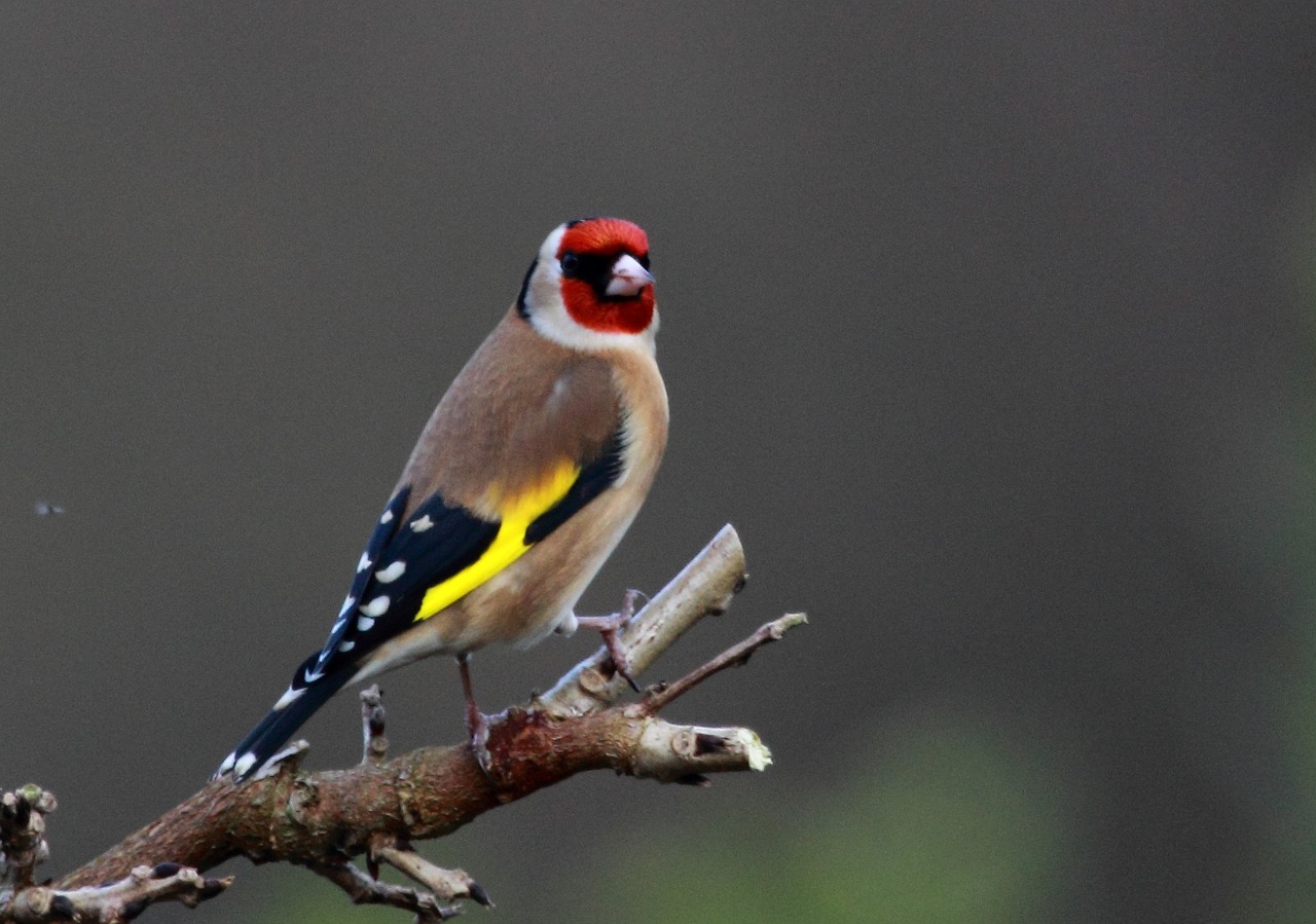 a small bird sitting on top of a tree branch, inspired by Gillis d'Hondecoeter, happening, yellow and red, looking straight to camera, red skinned, glamorous pose