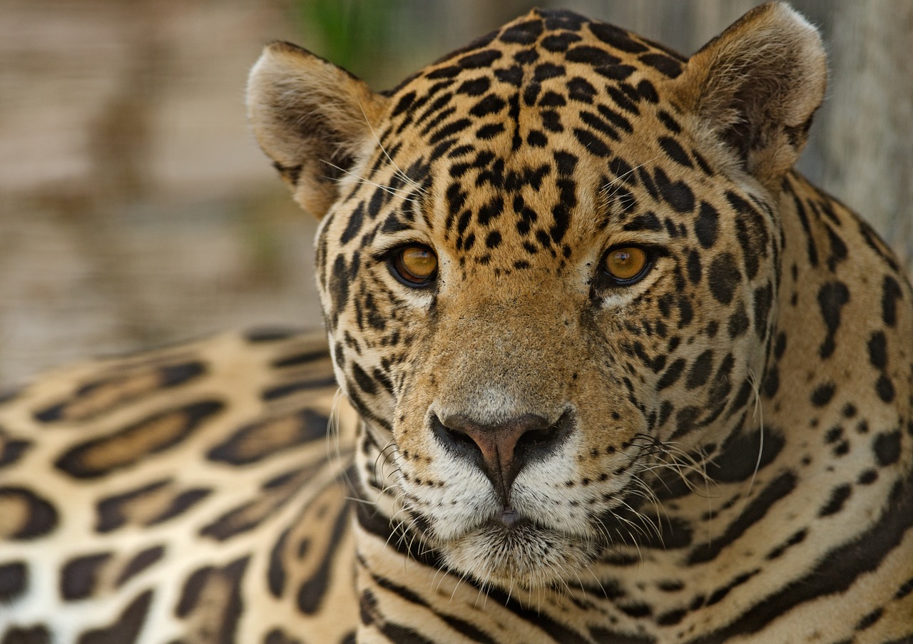 a close up of a leopard looking at the camera, by Dietmar Damerau, flickr, sumatraism, mayan jaguar warrior, peruvian looking, “portrait of a cartoon animal, looking content