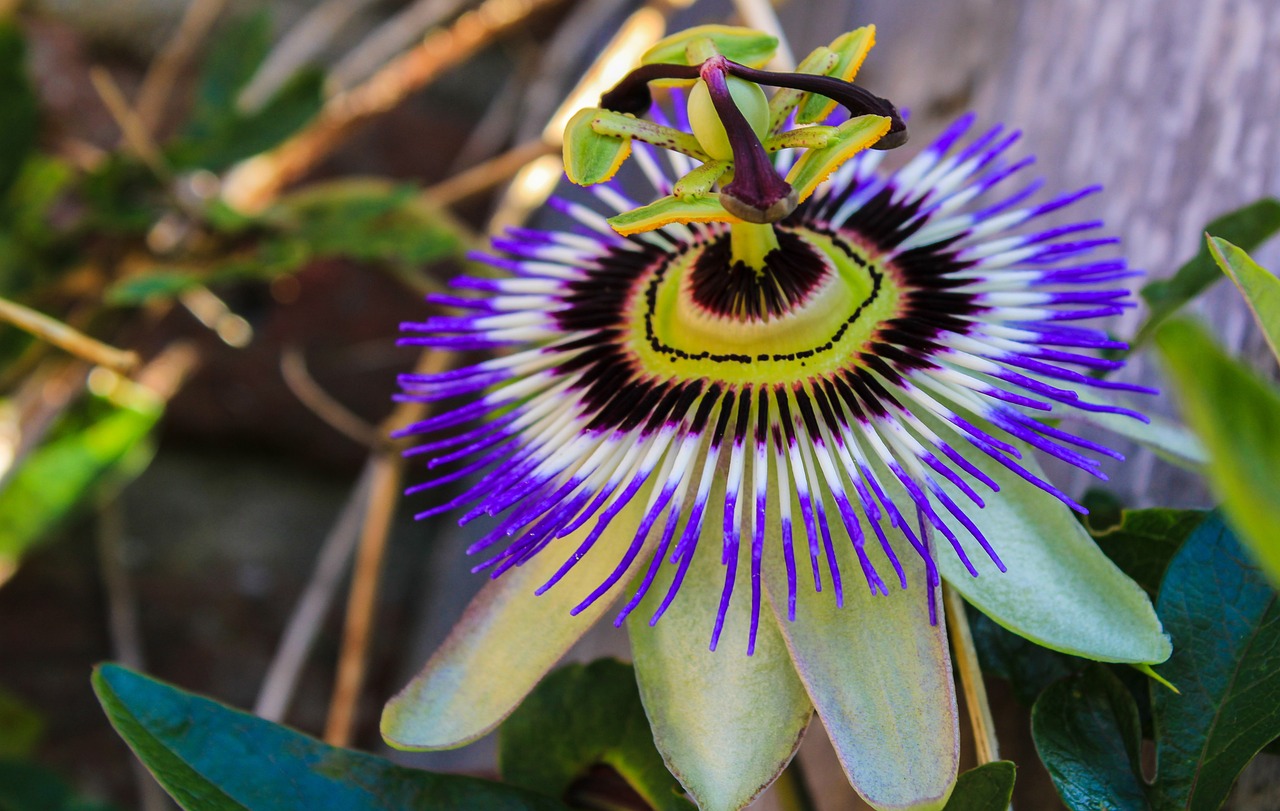 a close up of a flower on a plant, by Gwen Barnard, hurufiyya, passion flower, purple and blue and green colors, a wooden, closeup - view