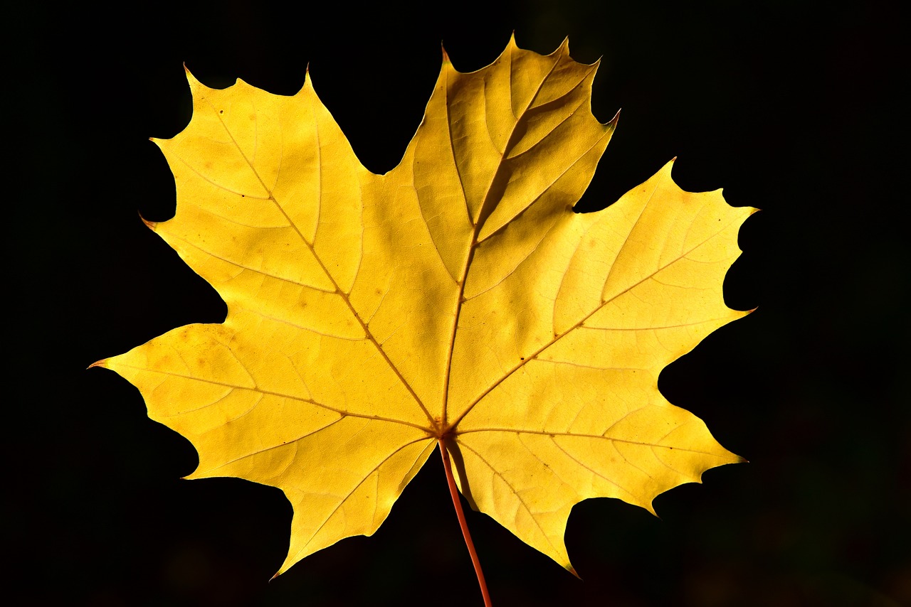 a close up of a yellow leaf on a black background, by Zoran Mušič, hurufiyya, maple syrup, 1 5 0 4, backlighted, the king in yellow