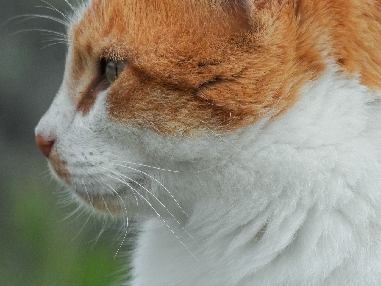 a close up of a cat with a blurry background, by Zoran Mušič, white and orange, close - up profile face, 4 k close up, closeup of the face