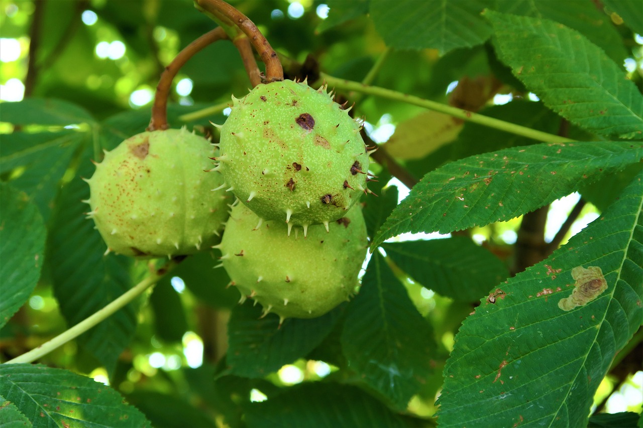 a close up of a bunch of fruit on a tree, hurufiyya, big hazel nut brown eyes, high quality product image”