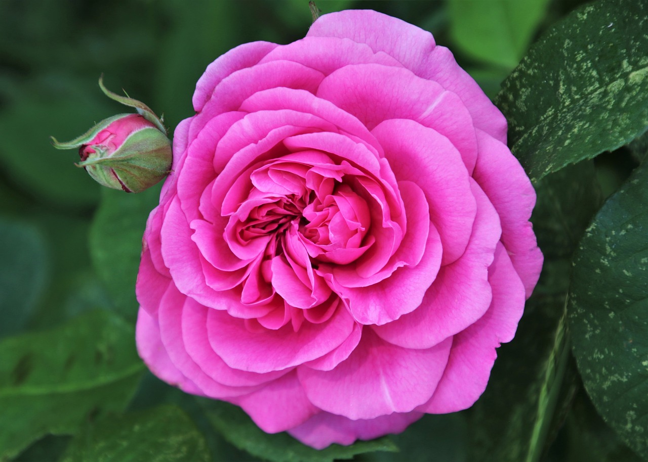 a close up of a pink rose with green leaves, by Thomas Tudor, flickr, highly ornamental, purple, robert hubert, a wide full shot