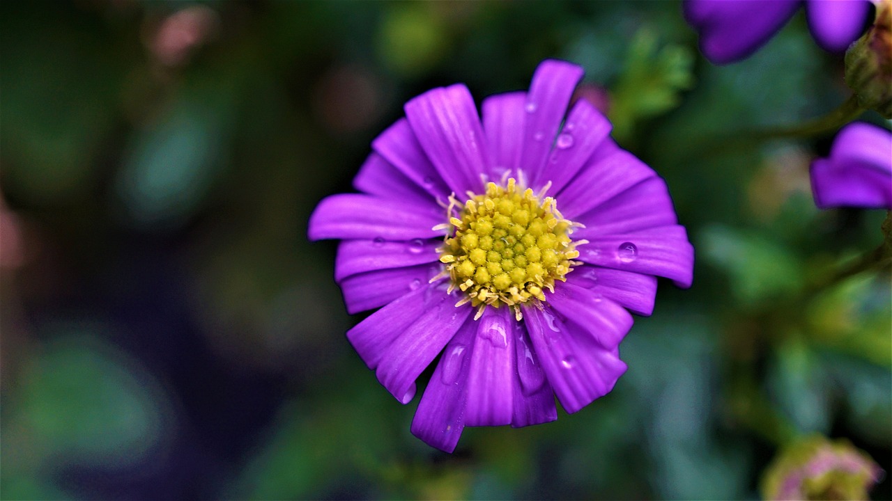 a close up of a purple flower with a yellow center, by Jan Rustem, flowers rain everywhere, closeup - view, david noton, purple colors